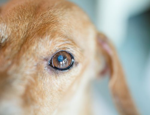 Clear Vision, Healthy Pets: Spotting and Treating Common Eye Issues