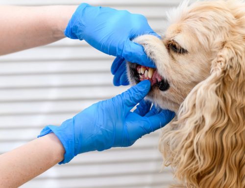 Ensuring Senior Pets Shine: The Essential Guide to Dental Health