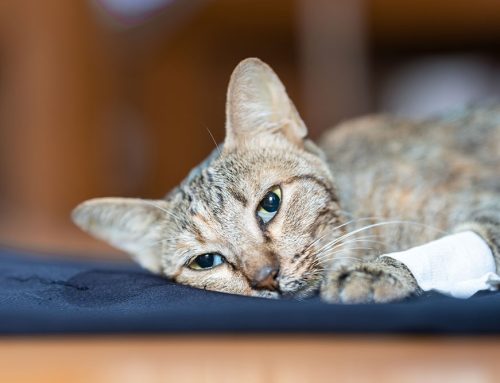 Common Pet Cancers: Early Detection and Advanced Treatment Options