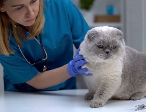 Be Prepared: Your Guide to Pet Emergency Readiness
